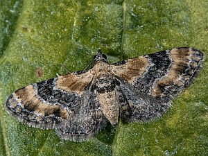 Eupithecia linariata