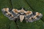 Eupithecia linariata