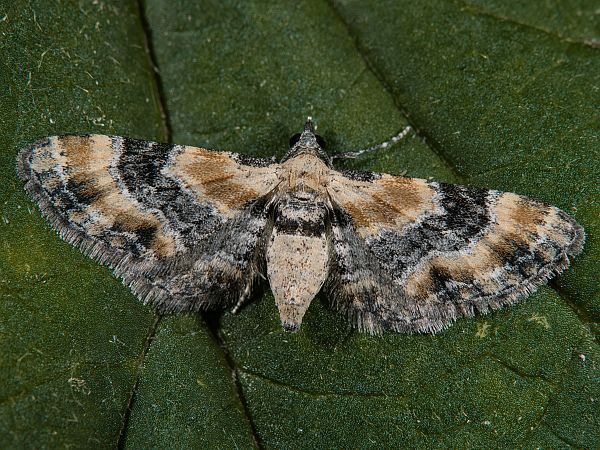 Eupithecia linariata