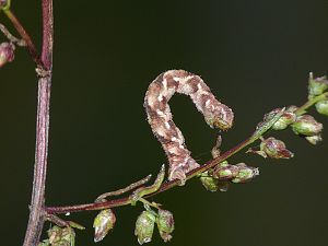 Euphitecia ochridata