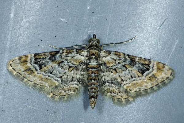 Eupithecia pulchellata