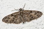 Eupithecia pusillata