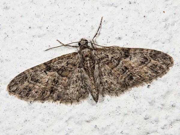 Eupithecia pusillata