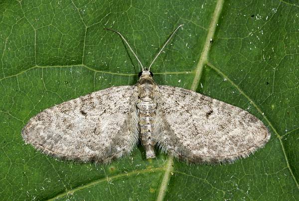 Eupithecia subfuscata