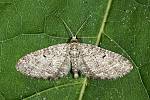 Eupithecia subfuscata