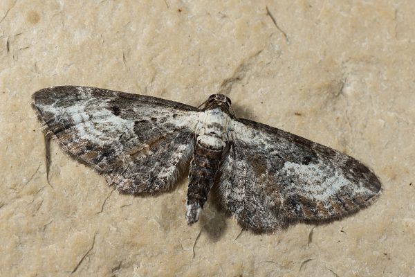 Eupithecia succenturiata