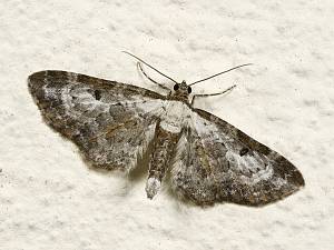 Eupithecia succenturiata