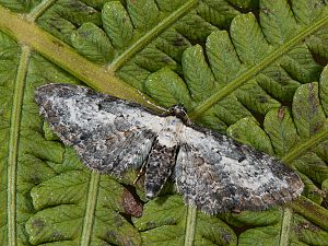Eupithecia succenturiata