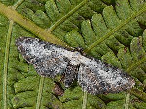 Eupithecia succenturiata