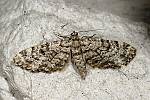 Eupithecia tantillaria