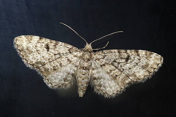 Eupithecia vulgata