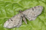 Eupithecia trisignaria