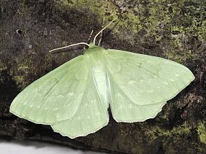 Geometra papilionaria