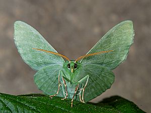 Geometra papilionaria