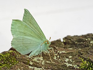 Geometra papilionaria