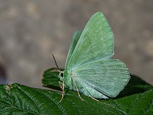 Geometra papilionaria