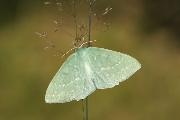 Geometra papilionaria