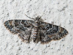 Gymnoscelis rufifasciata