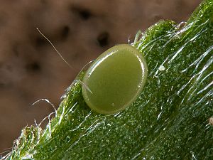 Hemithea aestivaria Ei