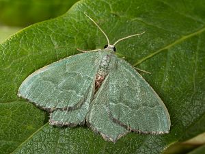 Hemithea aestivaria