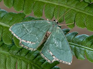 Hemithea aestivaria