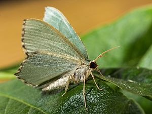 Hemithea aestivaria