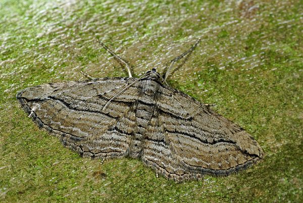 Horisme corticata