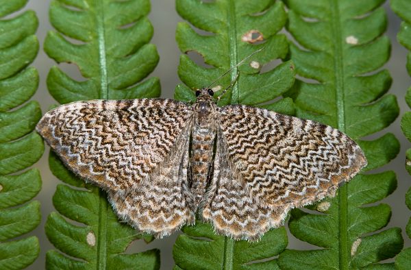 Hydria undulata