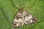 Hydriomena furcata