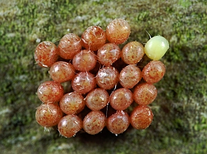 Hylaea fasciaria