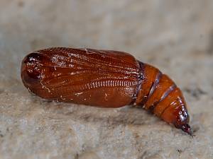Hylaea fasciaria