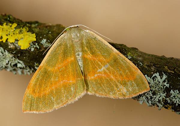 Hylaea fasciaria