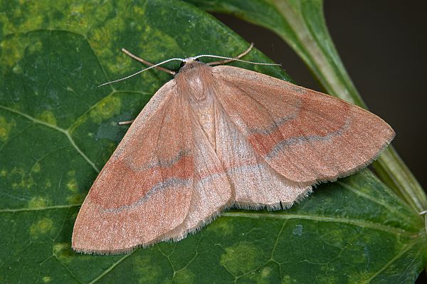 Hylaea fasciaria