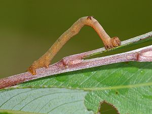 Hypomecis punctinalis