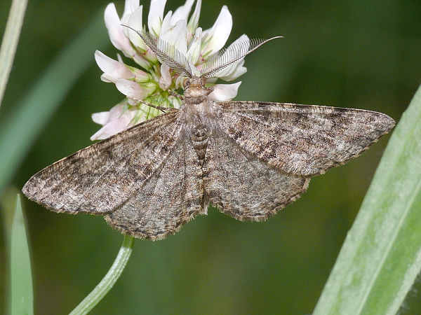 Hypomecis roboraria