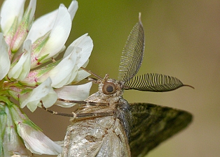 Hypomecis roboraria