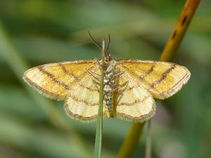 Idaea aureolaria