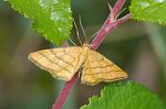 Idaea aureolaria