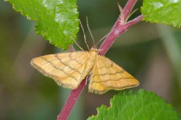 Idaea aureolaria