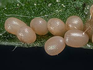 Idaea aversata