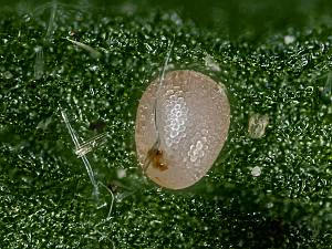 Idaea aversata