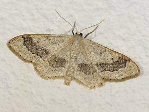 Idaea aversata