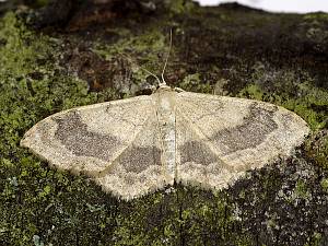 Idaea aversata