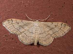 Idaea aversata