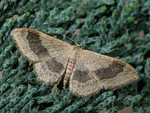 Idaea aversata