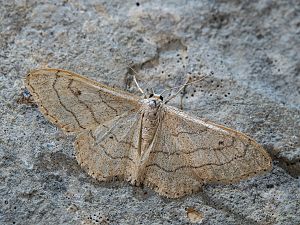 Idaea aversata