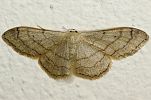 Idaea aversata