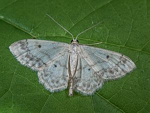 Idaea biselata