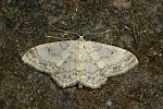 Idaea biselata