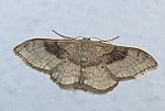 Idaea degeneraria - Zweifarbiger Doppellinien-Zwergspanner